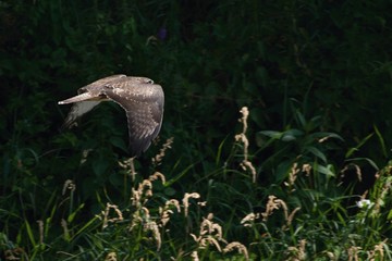 Buzzard in flight