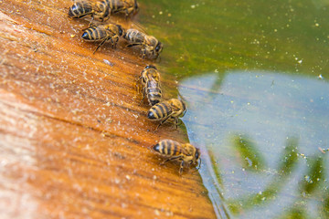 Bees drinking water at the summer.