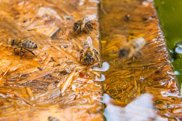 Bees drinking water on the wooden plank at the summer.