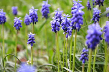Background of brightly colored muscari