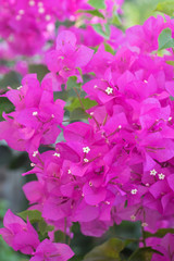 Fototapeta na wymiar Many pink flowers on a green background