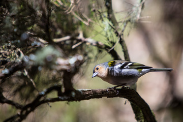  chaffinch