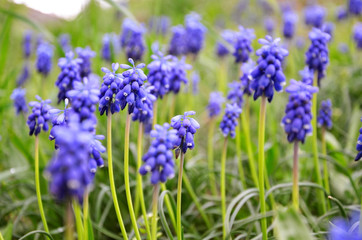 Blue spring flowers close-up