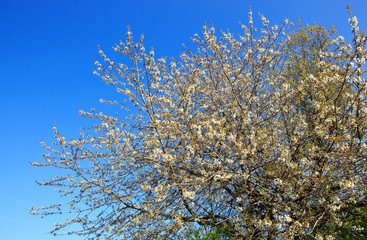 Blossom tree branches with sky at background.