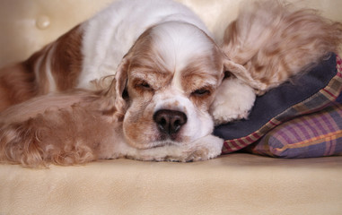 American Spaniel