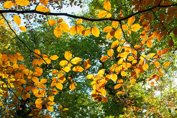 Golden leaves on the autumn tree.