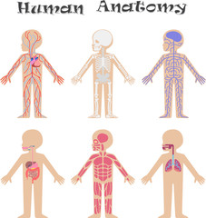 Human anatomy for kids