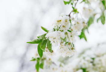 Abnormal natural phenomenon. Snow, frost, frost in late spring during the flowering of trees. The branch of a blossoming Cherry under the snow, the death of the flowering blossoms.