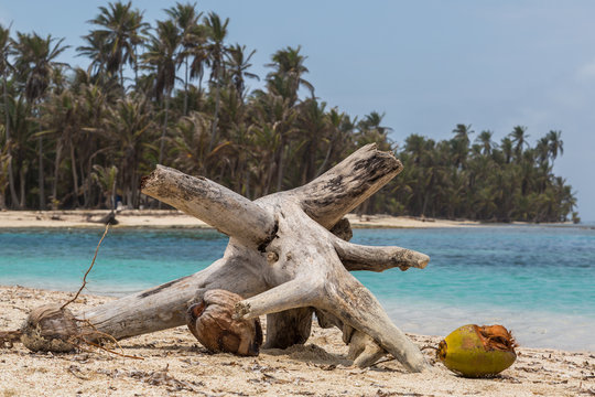 Driftwood on the beach