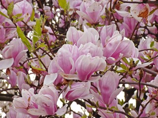lots of magnolias flowers