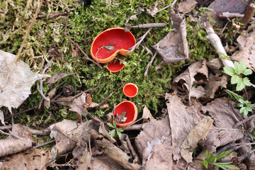 Sarcoscypha coccinea. Sarkotsifa bright red.