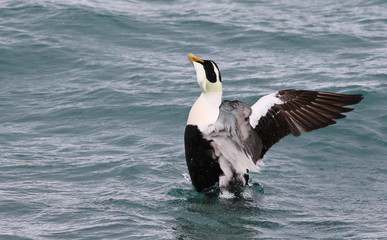 Common eider, Somateria mollissima, birds of Iceland