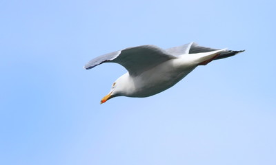  Northern fulmar or Arctic fulmar, Fulmarus glacialis, birds of Iceland