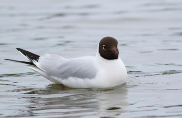 Black-headed gull, Larus ridibundus, birds of Iceland