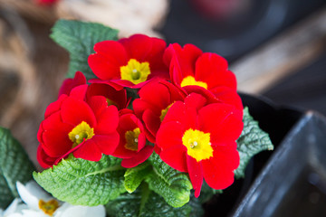 primula