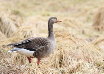 Greylag goose, Anser anser, bird of iceland