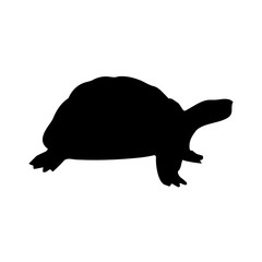 Obraz premium Pictogram turtle icon. Black icon on white background.