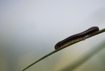 Myriapoda background