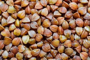 Buckwheat. Macro photo. Top view.