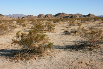 Panorama landscape of Joshua Tree National Park, Mojave Desert, California