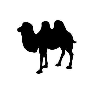 Pictogram camel icon. Black icon on white background.