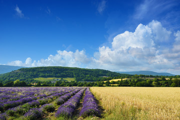 Fototapeta na wymiar Provence landscape, France