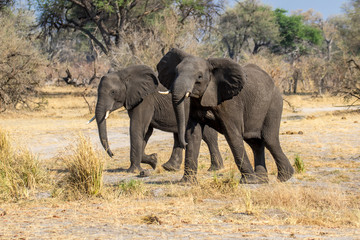 Obraz premium Elephant