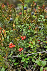 Bush of a ripe cowberry in forest