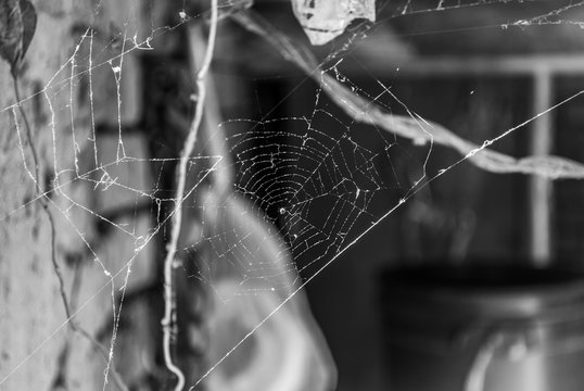 Spider web in the corner of an abandoned house, black and white photo
