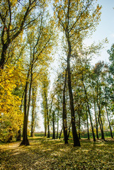 The autumn park near the town, with yellow fallen leaves and bare branches of trees
