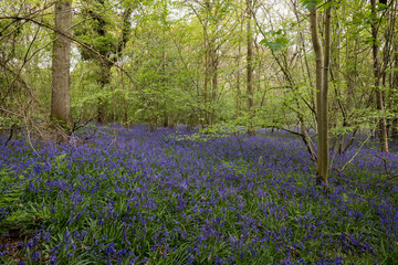 Bluebells in Staffhurst Woods near Oxted Surrey