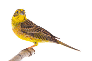 Yellowhammer (Emberiza citrinella)