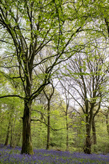 Fototapeta na wymiar Bluebells in Staffhurst Woods near Oxted Surrey