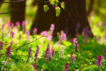 Flowering of multicolored delicate spring flowers Corydalis  in the forest in a clearing in the spring. Branches of trees with the first delicate leaves. A natural  spring view of a forest glade.

