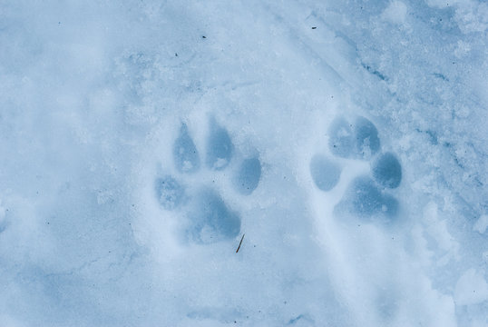 Wolf tracks in the icy snow