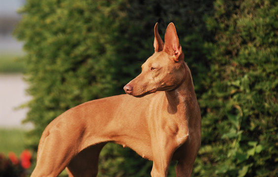 Portrait of Cirneco dell Etna