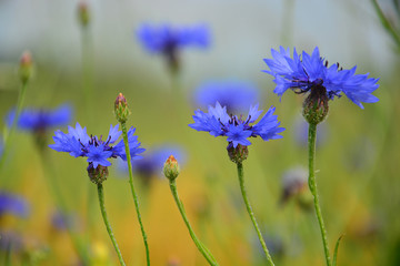 blue cornflower in wheat

