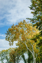 The autumn park near the town, with yellow fallen leaves and bare branches of trees
