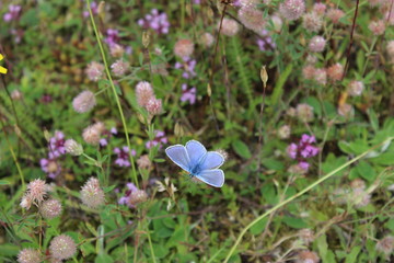 Blauer Schmetterling