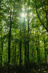 Fototapeta na wymiar belgrad forest