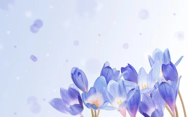 Foto op Plexiglas Krokussen krokus bloemen op blauwe achtergrond