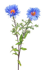 blue color garden flower with two blooms on white