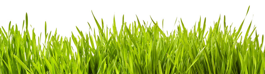 Fototapeta na wymiar Panoramic banner of fresh green spring grass