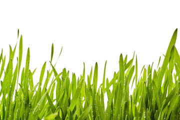 Fresh spring grass background with dewdrops