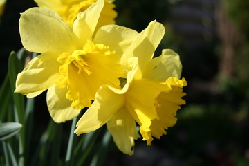 Daffodils in blossom just in time for Easter