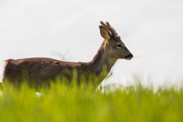 Young deer on the green field