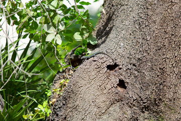 Small spotted lizard on the tree