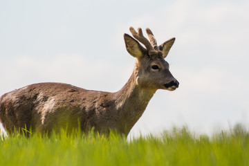 Young deer on the field