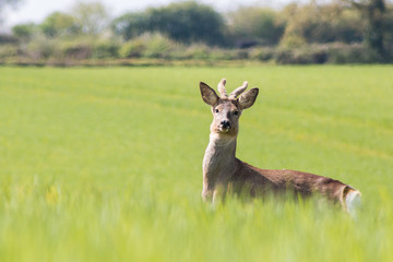 Young deer on the field