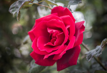 Red Rose Bloom